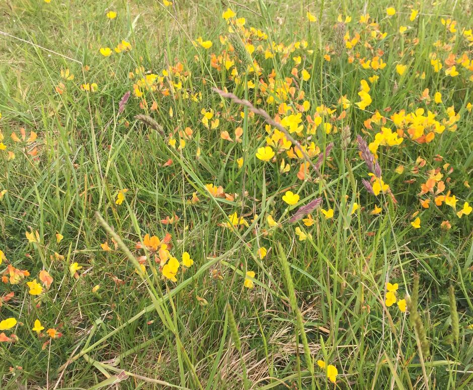 Bird's-Foot Trefoil