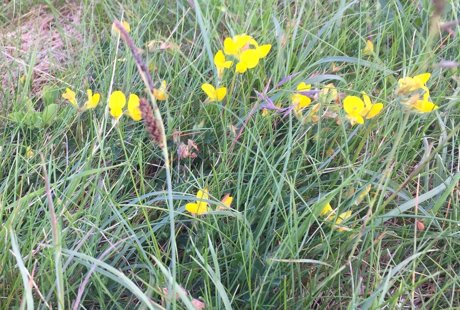 Hawkweed