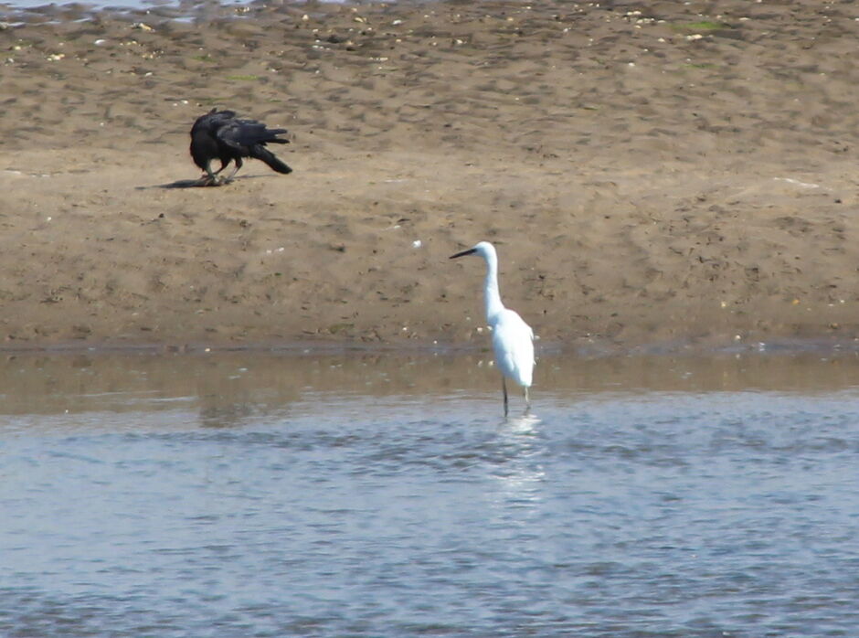 Little Herons are seen inccreasingly often at Kilspindie