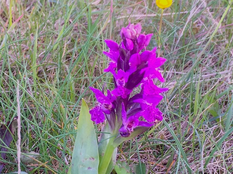 Marsh Orchid